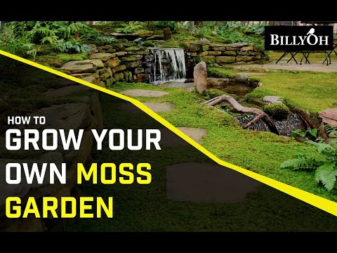 Marvelous moss garden
