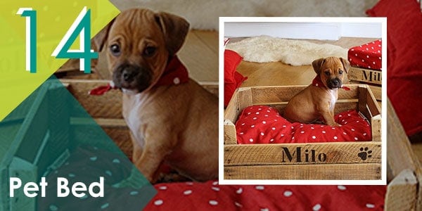 Give your pet a small present, something like a pallet bed.