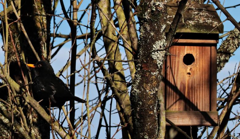 A Black sparrow guarding its bird house