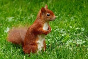 save-garden-wildlife-10-red-squirrel
