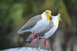 save-garden-wildlife-2-northern-lapwing