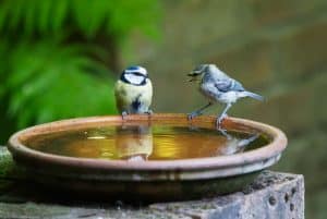 save-garden-wildlife-5-freshen-them-up-with-a-bird-bath