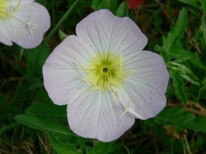 Primrose Edible Plant