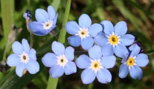 Forget-me-not edible plant