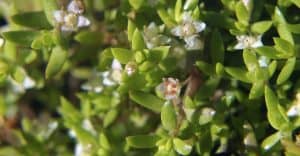 common-destructive-plants-uk-5-new-zealand-pigmyweed