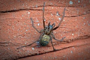 Seven Creatures That Might Invade Your Shed This Winter