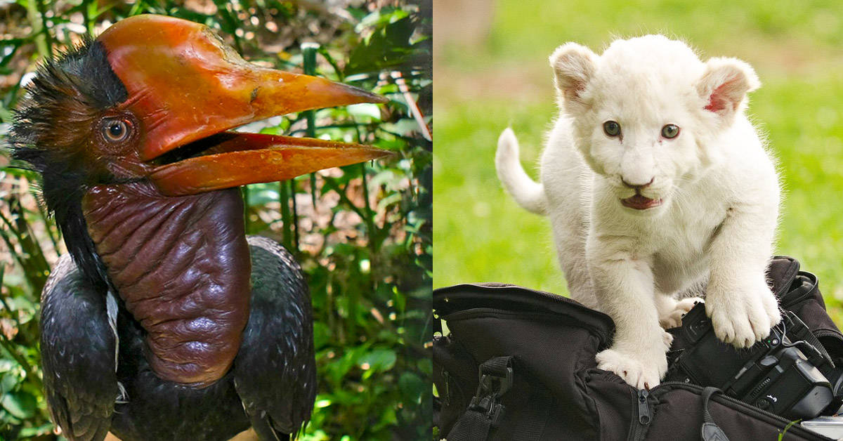 15 Cool Animals You Can Meet Once in a Lifetime 