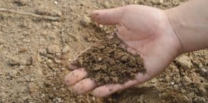 spring-clean-your-garden-6-feed-your-soil