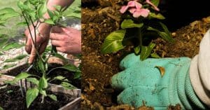 spring-clean-your-garden-7-grow-it-yourself