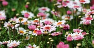 make-the-most-of-a-small-garden-6-choose-colours-wisely