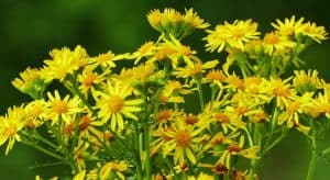 plants-hay-fever-victims-should-avoid-1-ragweed