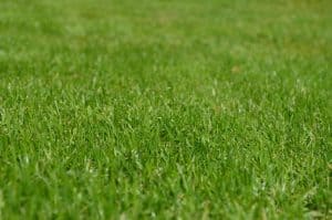 plants-hay-fever-victims-should-avoid-3-bermuda-grass