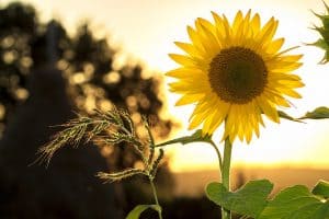 plants-hay-fever-victims-should-avoid-6-sunflowers