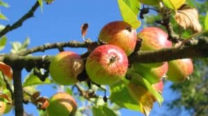 gardening-significant-health-benefits-fruit-tree-apple