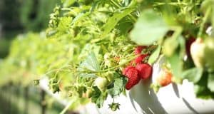 gardening-significant-health-benefits-fruits