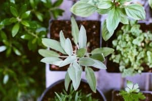 gardening-significant-health-benefits-herbs
