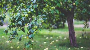 gardening-significant-health-benefits-plants-and-trees