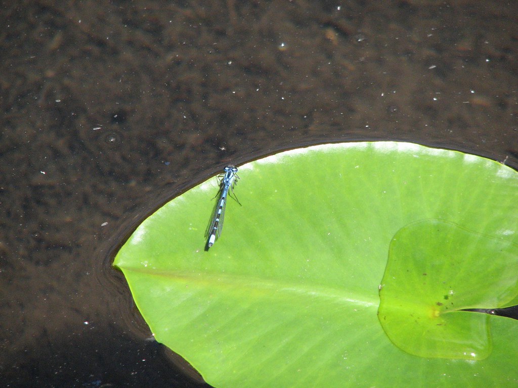 Dragonfly on a lilypad.