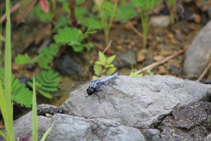 A dragonfly on a rock.