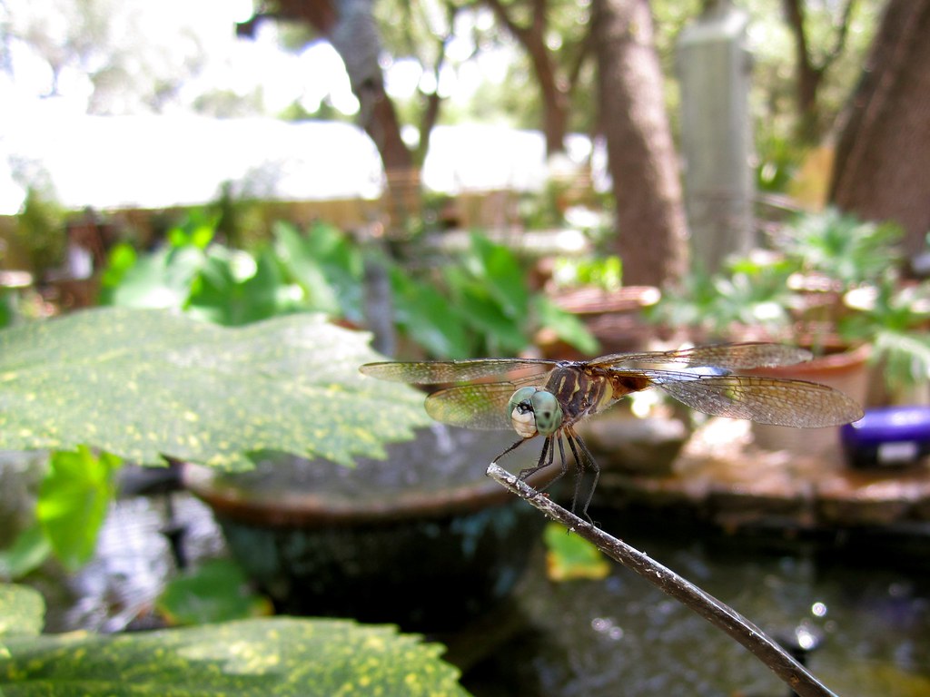 Macro photo of a dragonfly perched on a plant branch against a garden backdrop.