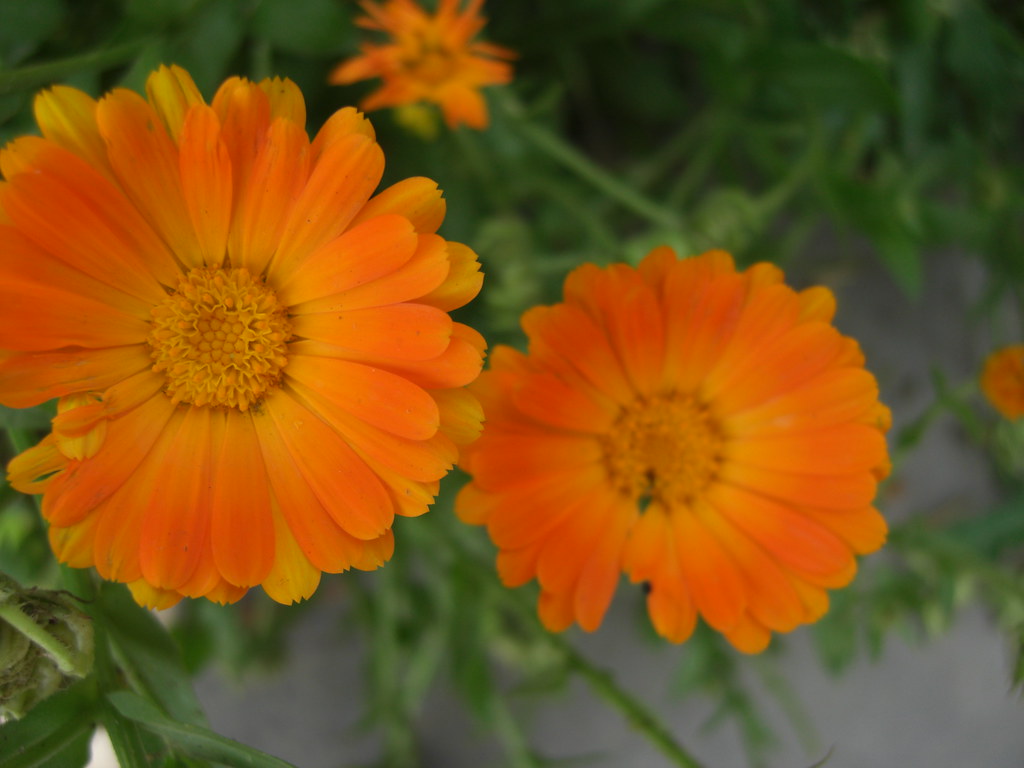 Close-up photo of yellow Calendulas.