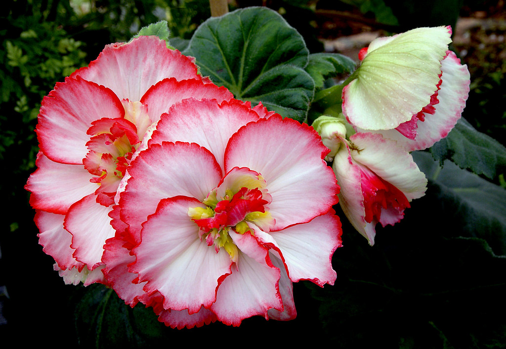 Close-up of vibrant pink begonias with layered petals and dark green leaves.