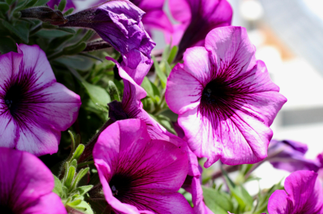 Blooming purple petunias.