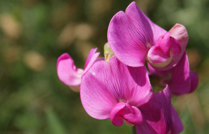 Sweet pea flowers close-up.