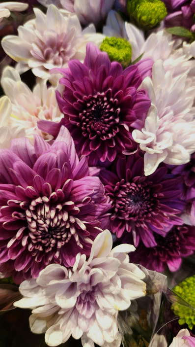 Vibrant purple Chrysanthemum flower bouquet.