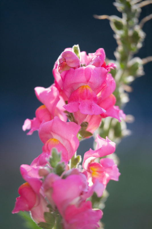 Close-up photo of snapdragon flower.
