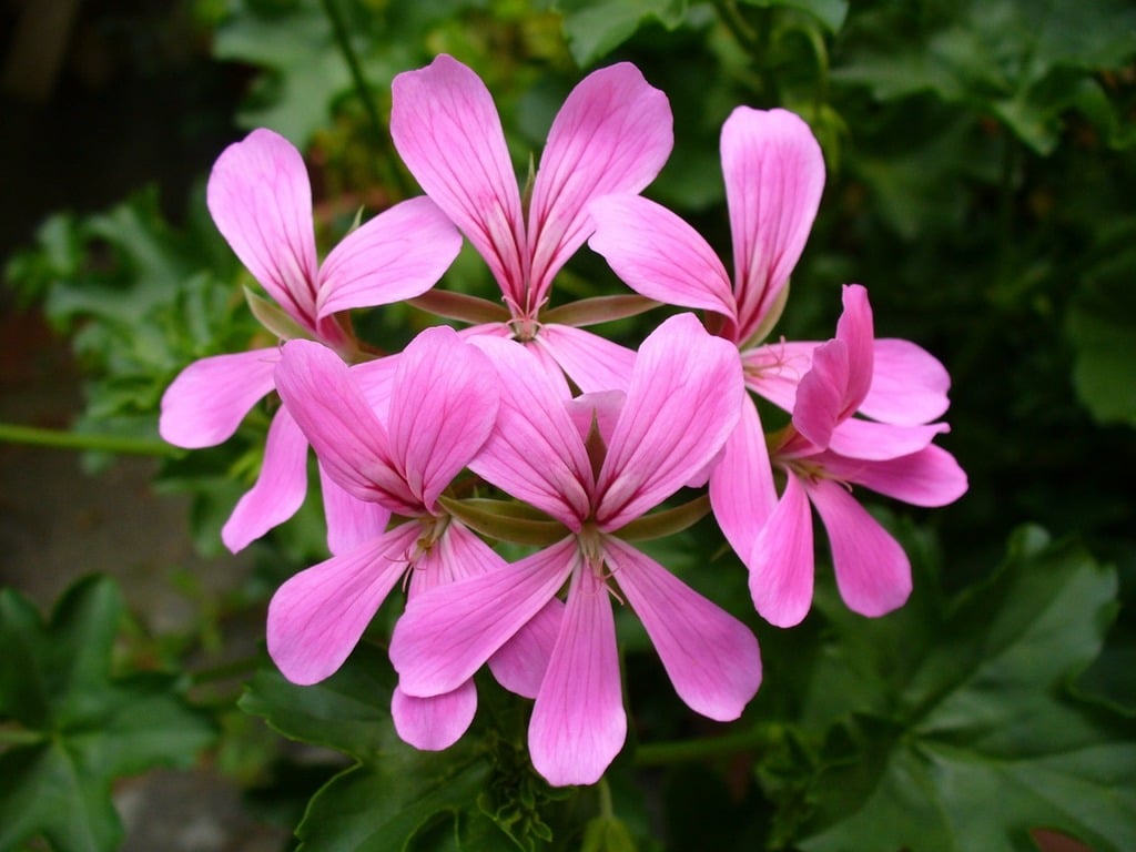 Close-up photo of Pelargonium flowers in pink.