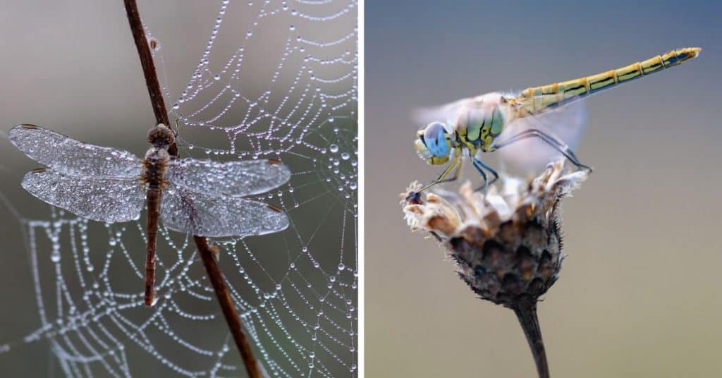 How to Attract Dragonflies to Your Garden