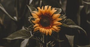 nine-fast-growing-flowers-1-sunflowers