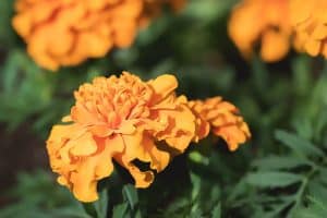 nine-fast-growing-flowers-5-marigold
