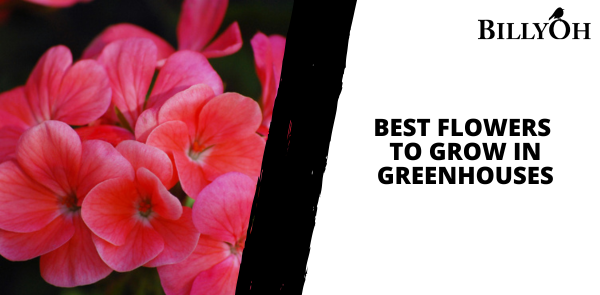 Best Flowers to Grow in Greenhouses