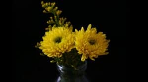 seven-stress-relief-plants-6-chrysanthemum