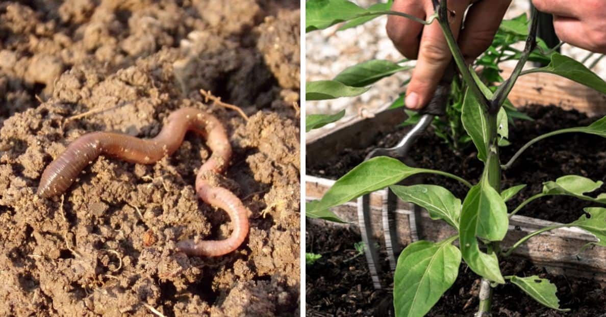 worms-in-the-garden
