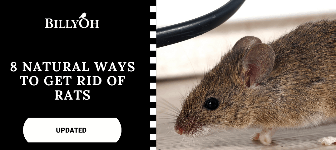 How To Get Rid of Rats with large rat next to a chewed wire