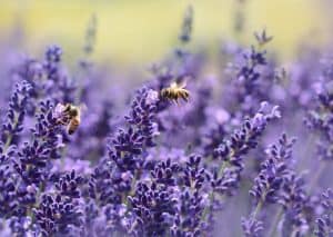 best-plants-for-pollinators-1-lavender