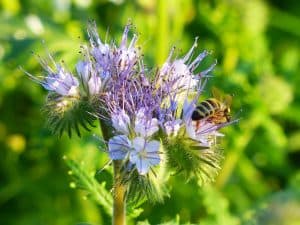 best-plants-for-pollinators-2-phacelia
