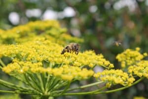 best-plants-for-pollinators-4-fennel