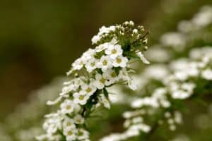 best-plants-for-pollinators-6-sweet-alyssum