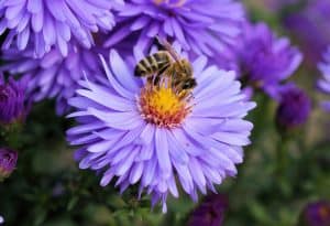 best-plants-for-pollinators-7-aster