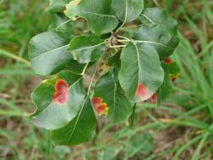 common-plant-diseases-cure-1-rust