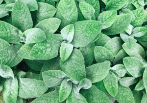 common-plant-diseases-cure-3-powdery-mildew