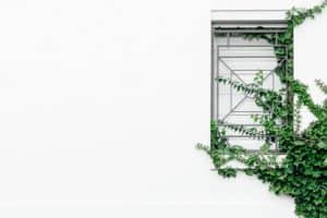 consider-choosing-garden-climbers-4-maintenance