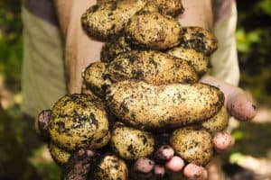 end-of-summer-gardening-4-potatoes