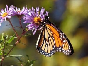 how-to-attract-butterflies-to-your-garden-2-sun-friendly