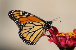 how-to-attract-butterflies-to-your-garden-4-picking-plants
