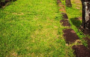 prevent-common-garden-problems-2-patchy-grass